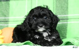Cockapoo dogs for sale: Valerie - Image 5