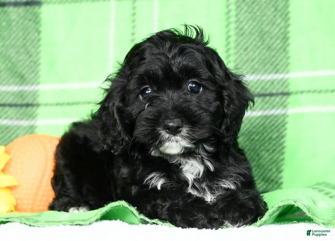 Cockapoo dogs for sale: Valerie - Image 5