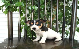 Jack Russell Terrier dogs for sale: Zoey - Image 5