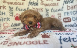Cavapoo dogs for sale: Trooper - Image 2