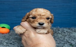 Cavapoo dogs for sale: Luke - Image 16
