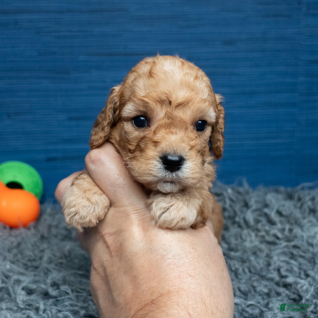 Cavapoo dogs for sale: Luke - Image 16