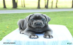 Cane Corso dogs for sale: Savannah - Image 3