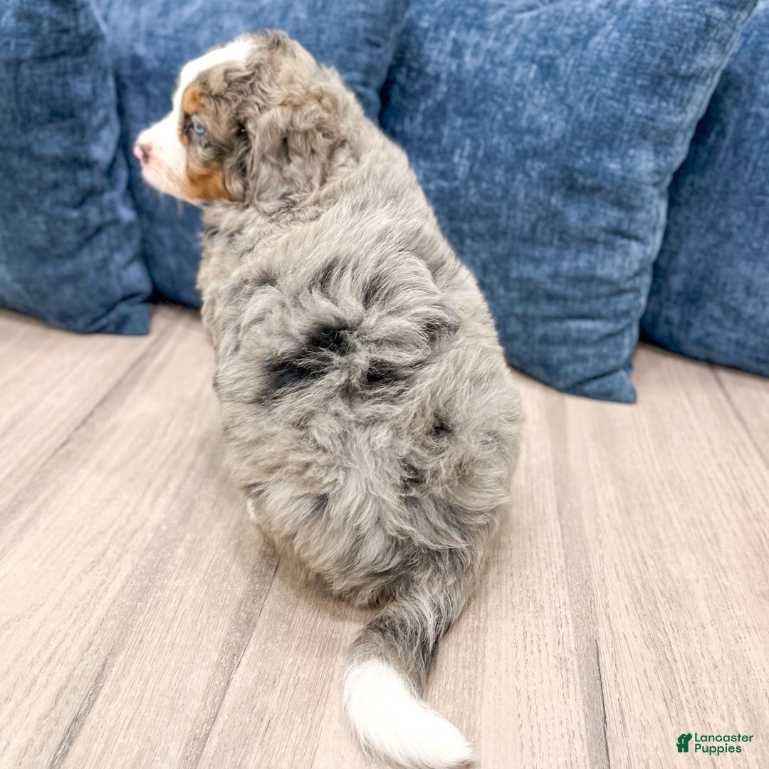 Mini Bernedoodle dogs for sale: Henry - Image 7