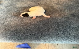 Jack Russell Terrier dogs for sale: Big Girl - Image 2