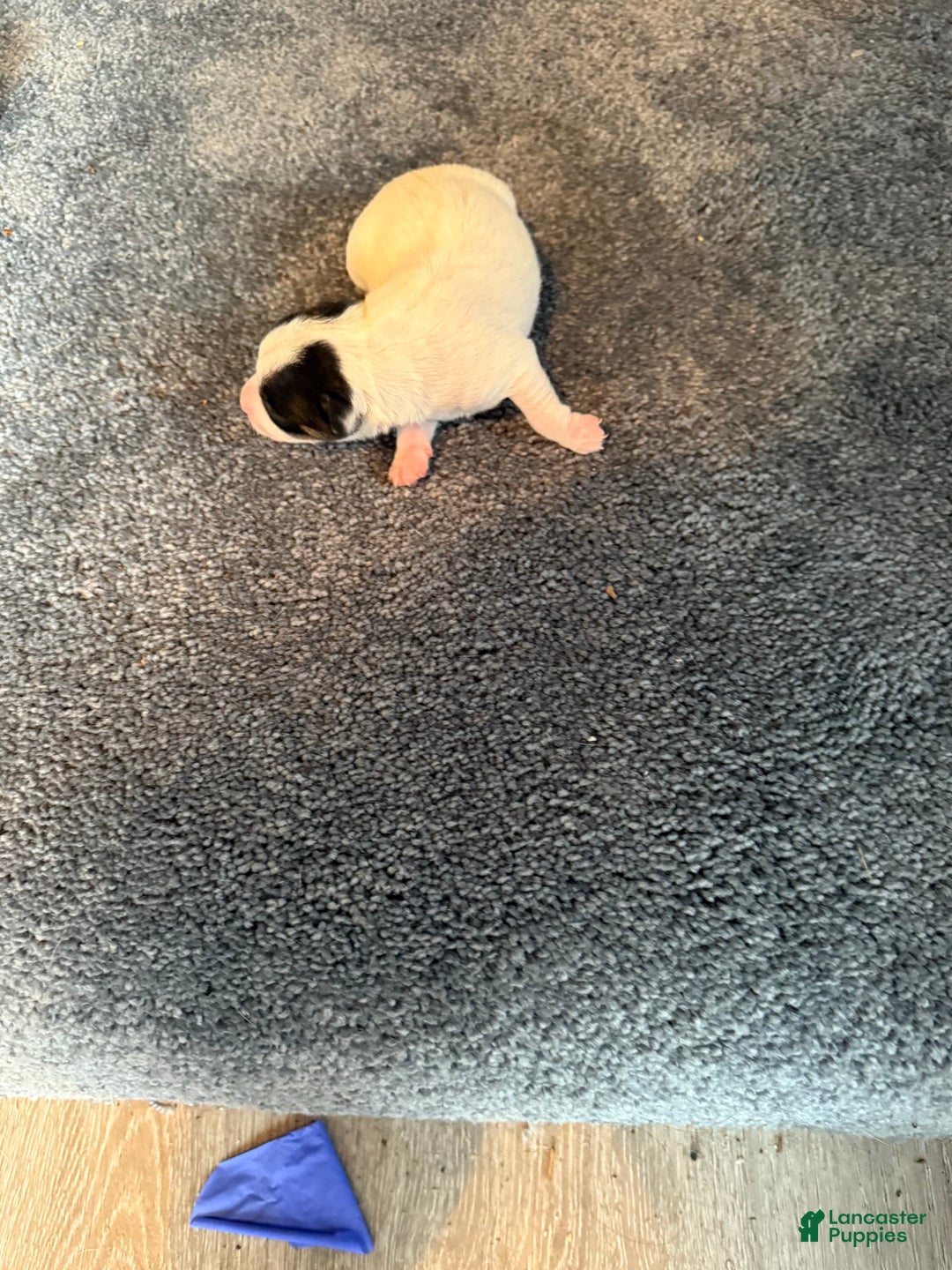 Jack Russell Terrier dogs for sale: Big Girl - Image 2