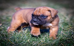Boxer dogs for sale: Bear - Image 13
