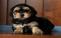 Yorkiepoo dogs for sale: Benji - Image 1