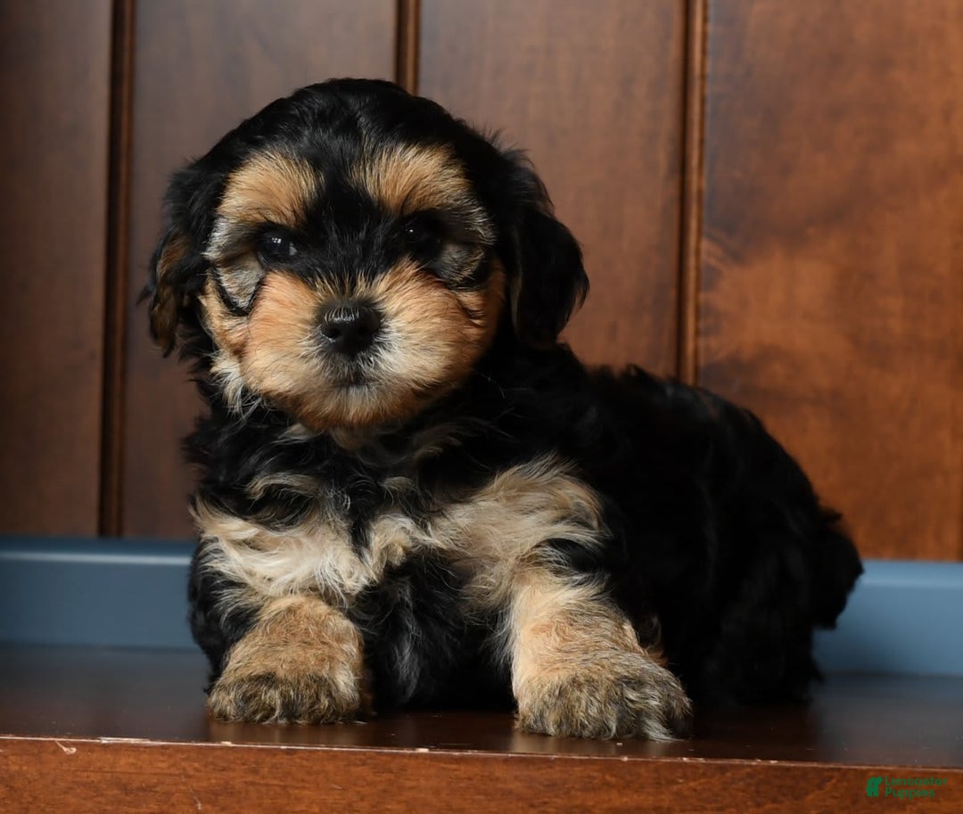 Yorkiepoo dogs for sale: Benji - Image 1