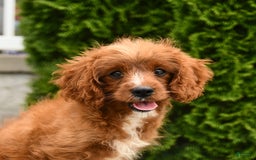 Cavapoo dogs for sale: Miracle - Image 11