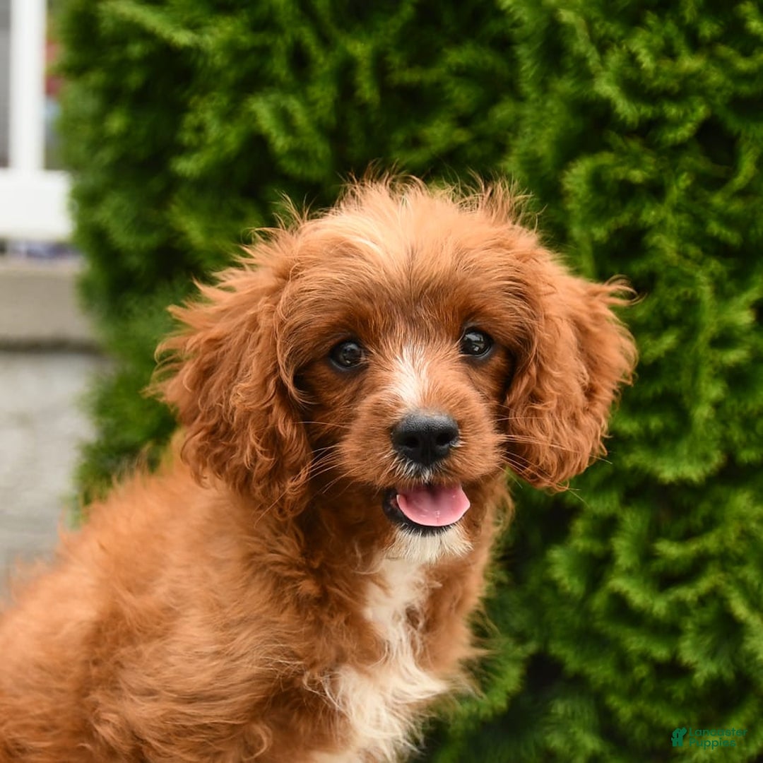 Cavapoo dogs for sale: Miracle - Image 11