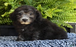 Havapoo dogs for sale: Moose - Image 2