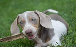 Dachshund dogs for sale: Jake - Image 6