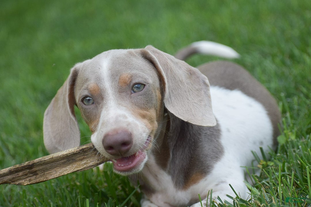 Dachshund dogs for sale: Jake - Image 6