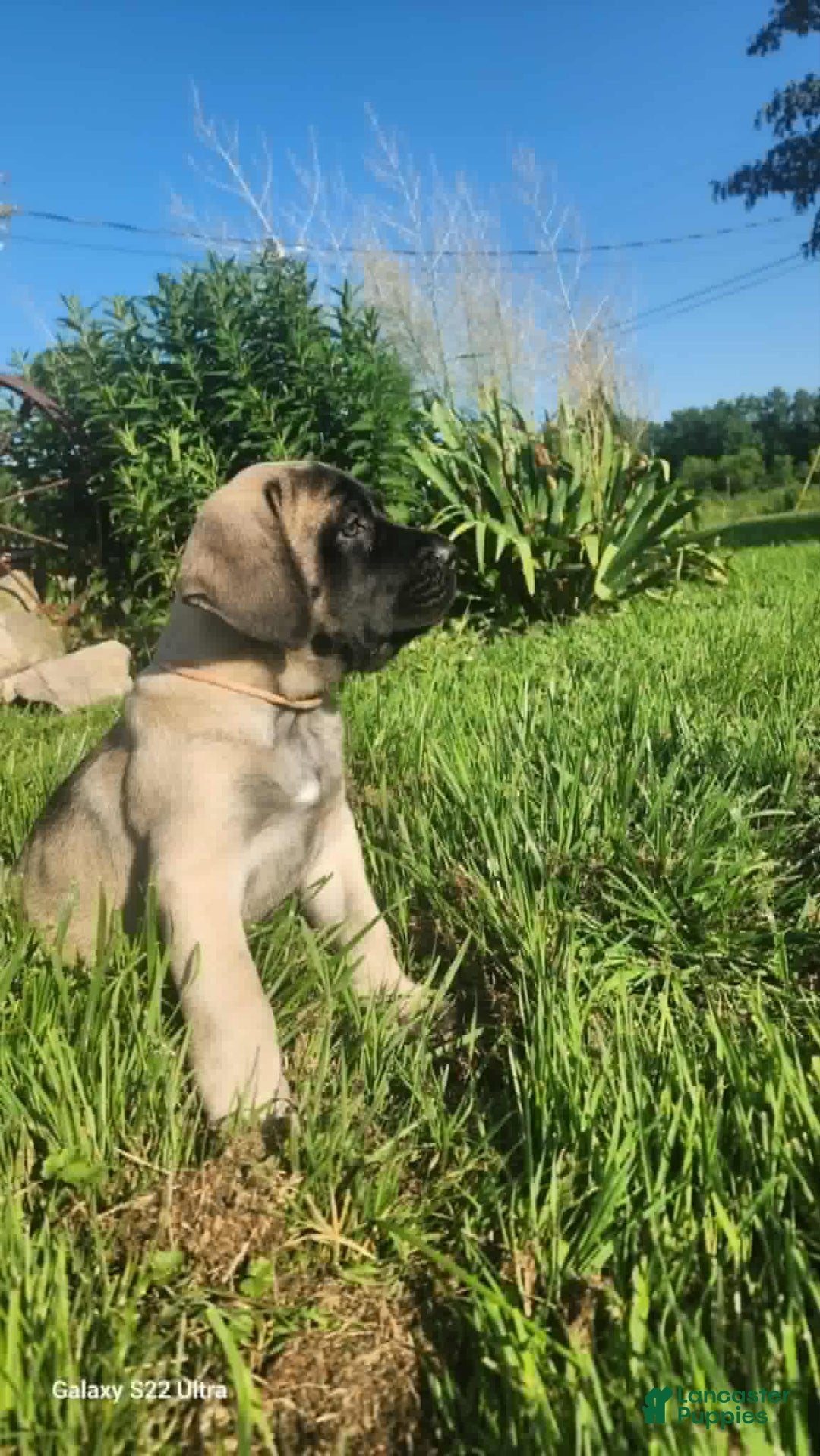 English Mastiff dogs for sale: Pinky - Image 24