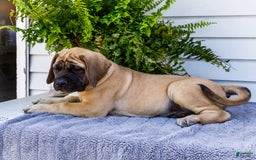 English Mastiff dogs for sale: Horace - Image 3