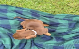 Catahoula Leopard Dog dogs for sale: Grey - Image 1