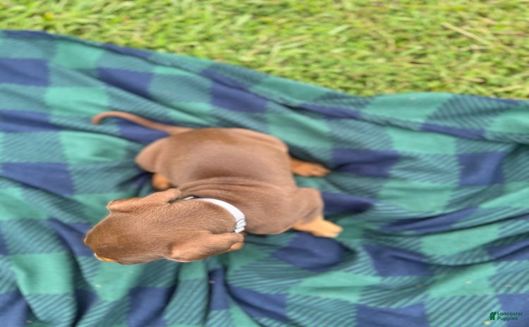 Catahoula Leopard Dog dogs for sale - Ad 4