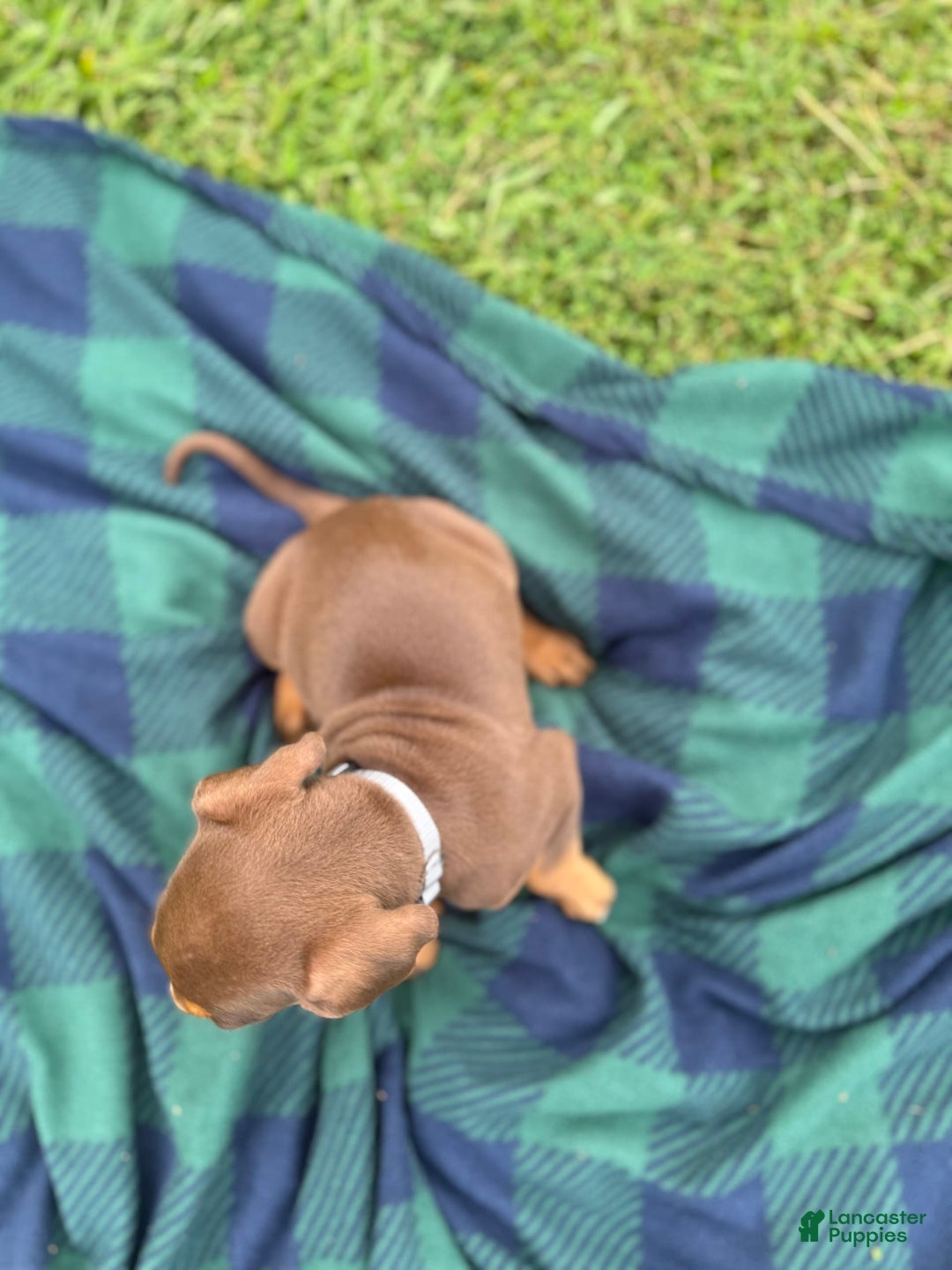 Catahoula Leopard Dog dogs for sale: Grey - Image 1