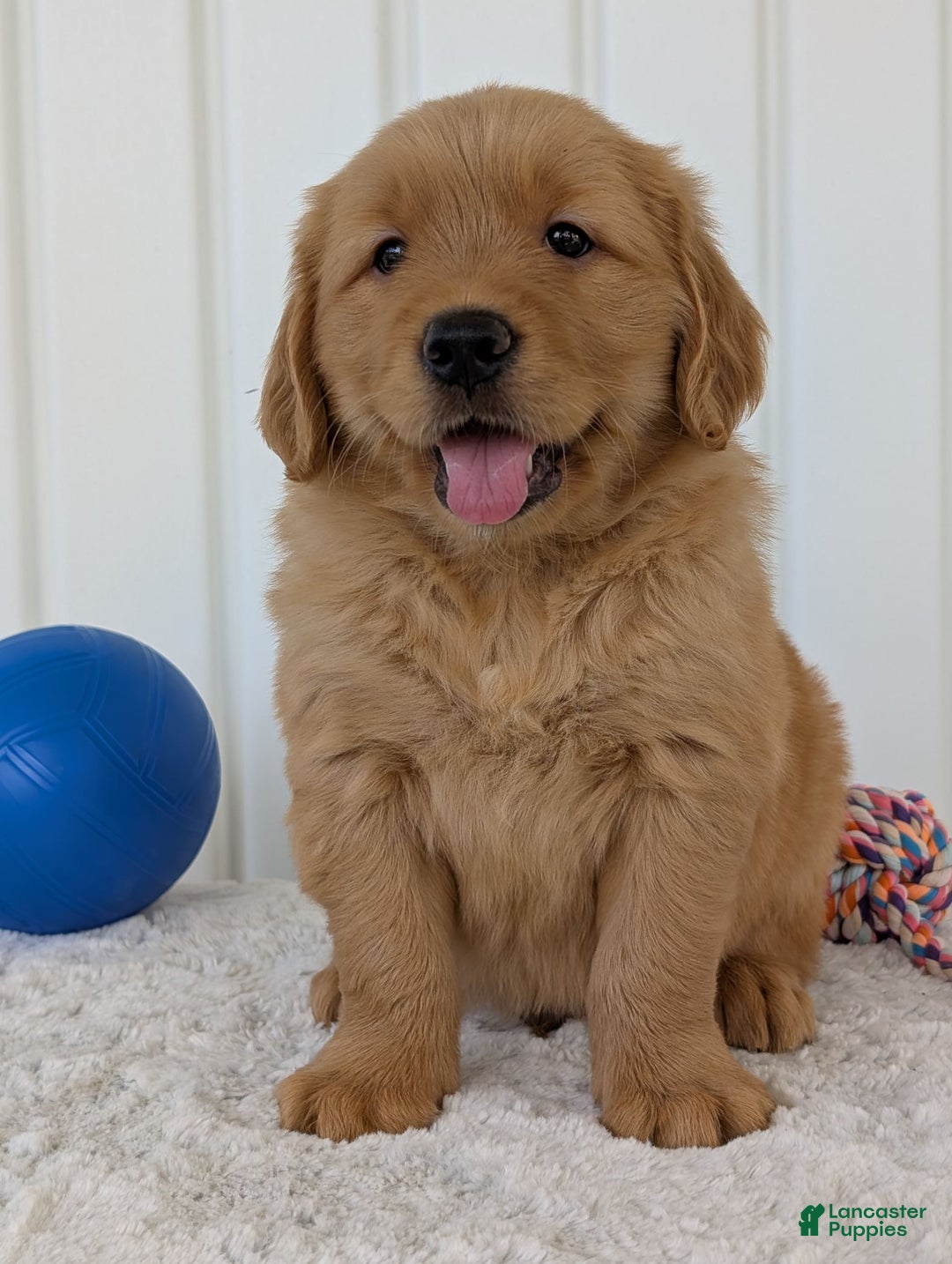 Golden Retriever dogs for sale: Brady - Image 3