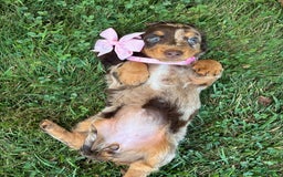 Miniature Dachshund dogs for sale: Carmel - Image 3