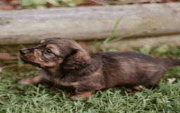 Dachshund dogs for sale: Shaded Cream Male - Image 8