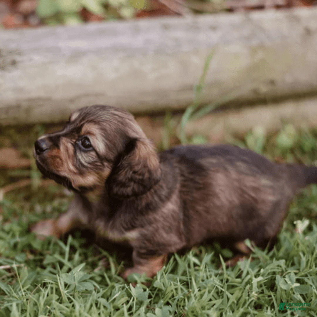 Dachshund dogs for sale: Shaded Cream Male - Image 8