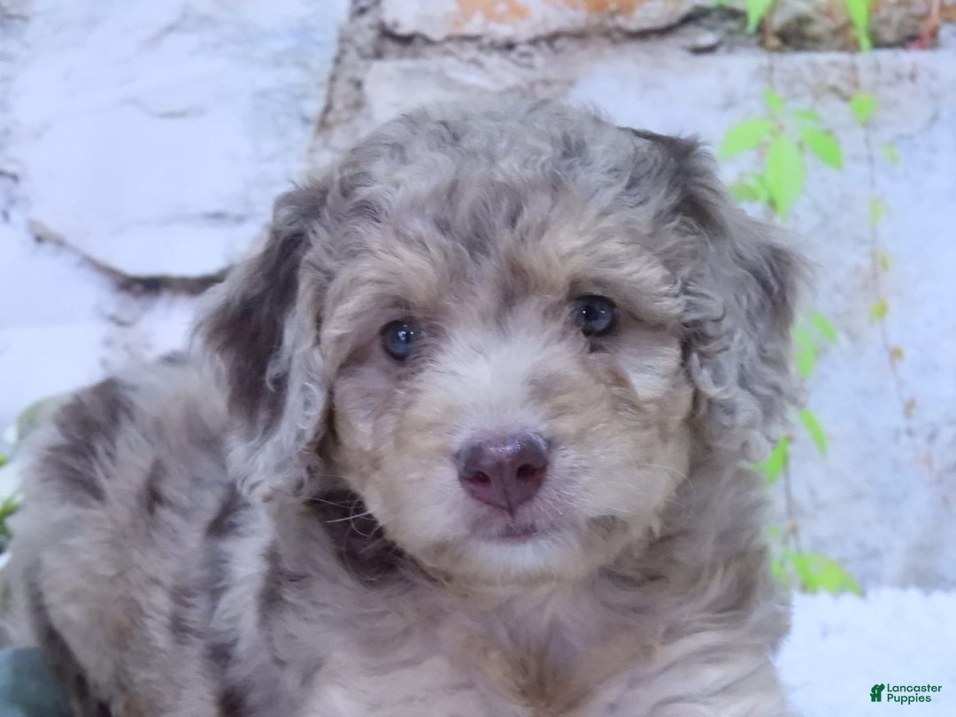 Mini Goldendoodle dogs for sale: Sunflower F1b - Image 4
