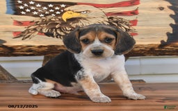 Beagle dogs for sale: Benny - Image 1