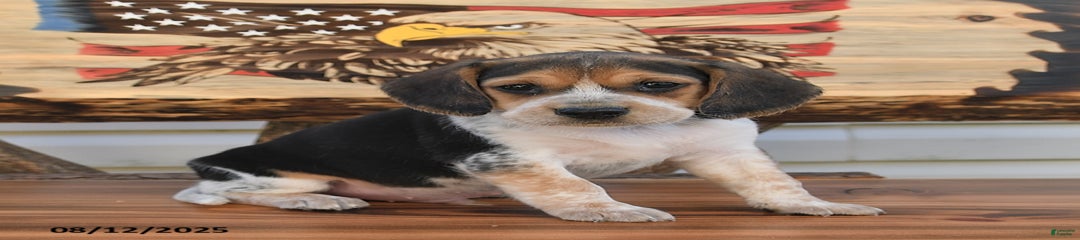 Benny