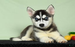 Siberian Husky dogs for sale: Mitzy - Image 5