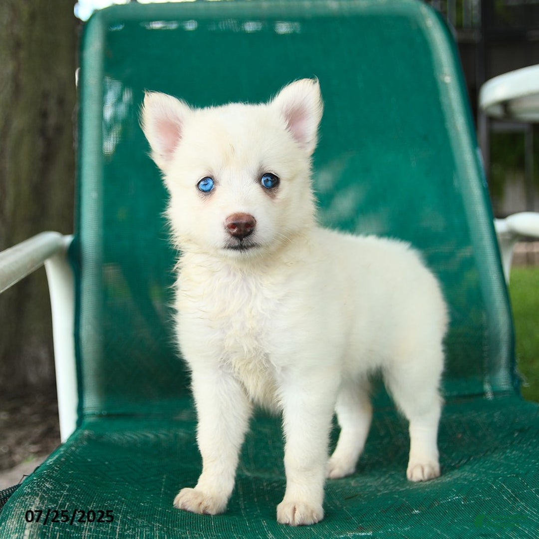 Pomsky dogs for sale: Rome - Image 3