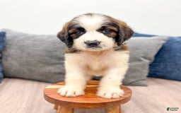 Saint Berdoodles dogs for sale: Cleo - Image 2