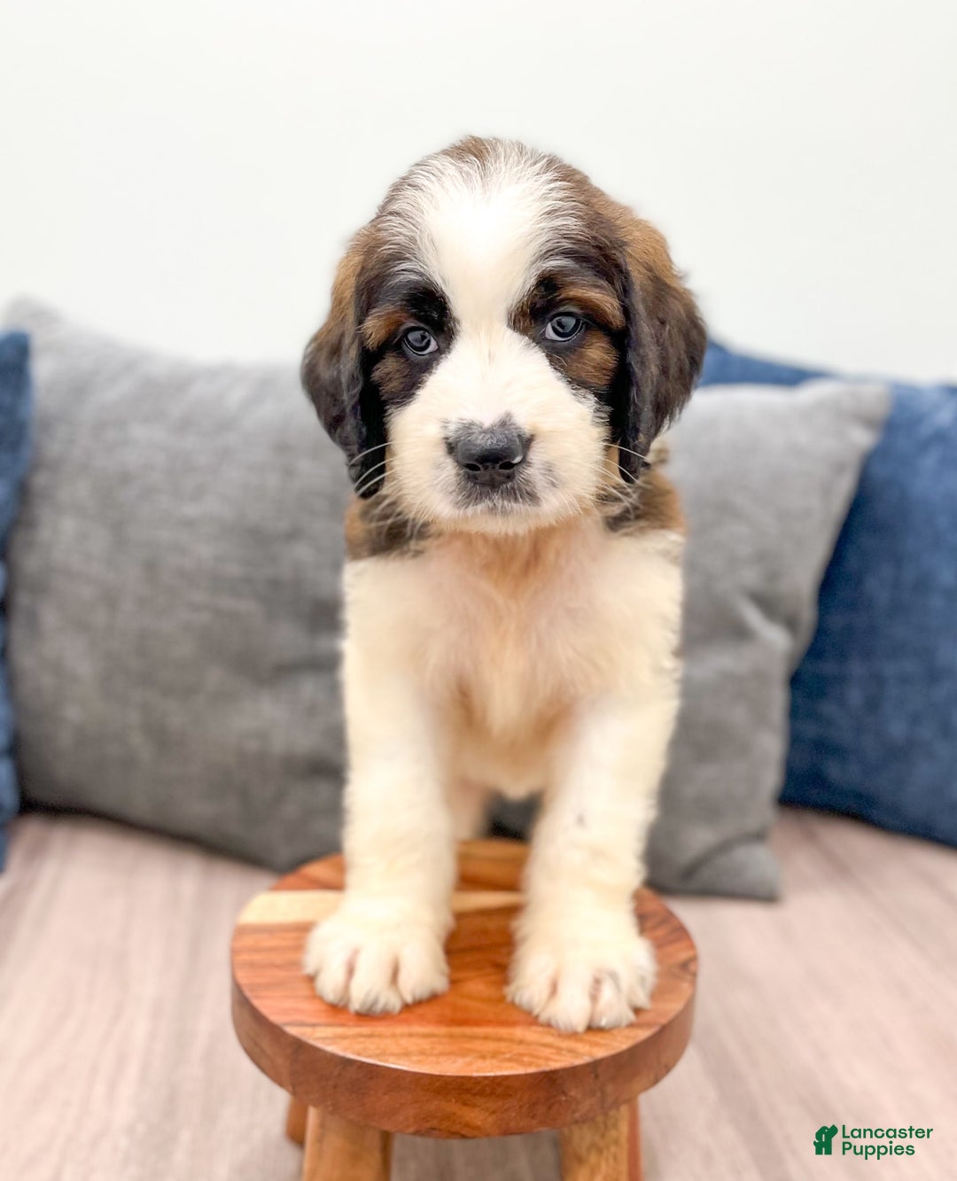 Saint Berdoodles dogs for sale: Cleo - Image 2