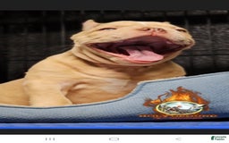 American Bully dogs for sale: Macho - Image 3