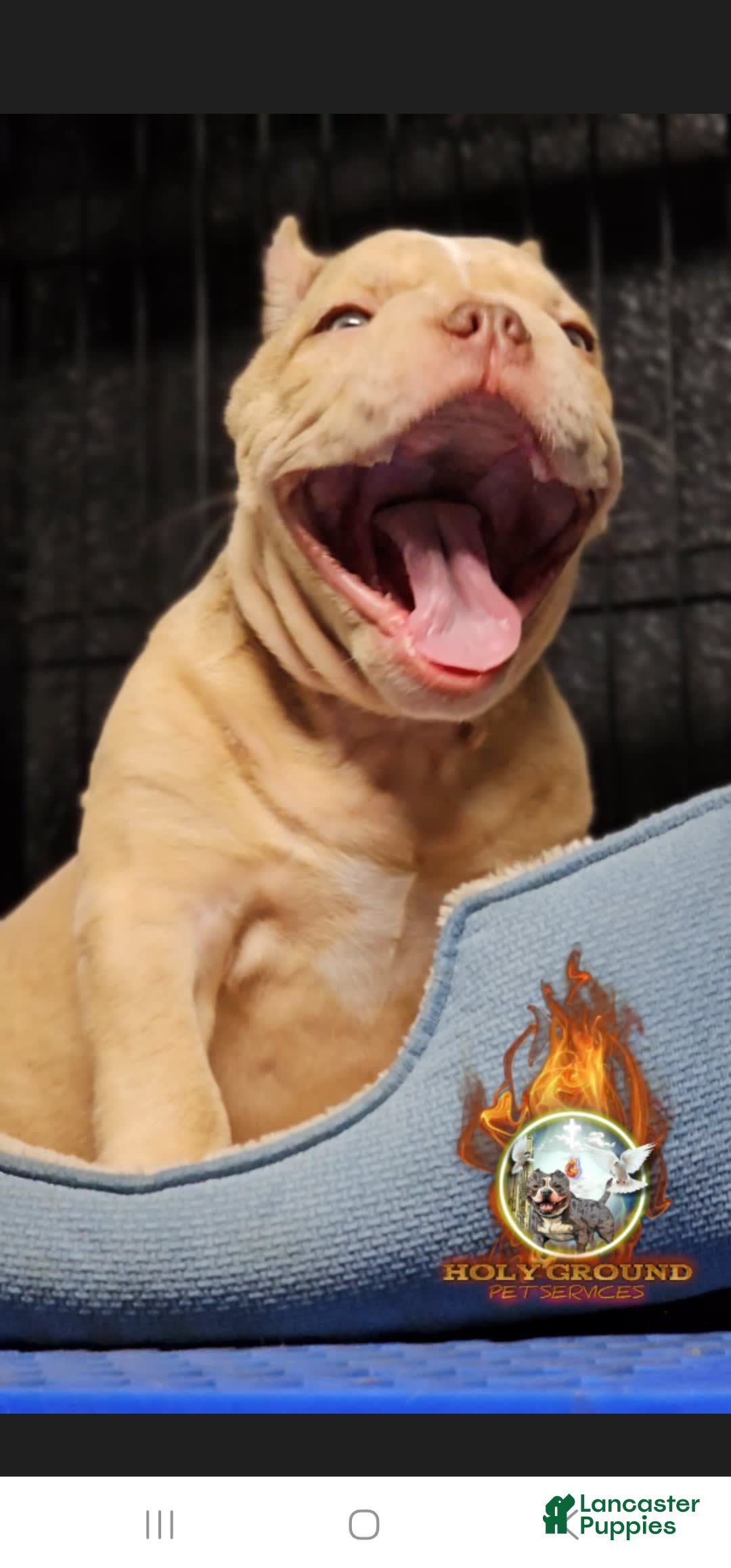 American Bully dogs for sale: Macho - Image 3
