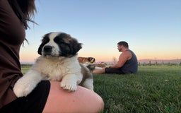 Saint Bernard dogs for sale: Jane Doe3 - Image 2