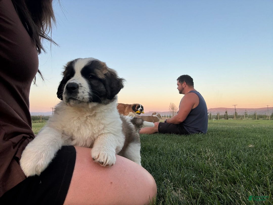 Saint Bernard dogs for sale: Jane Doe3 - Image 2