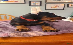 Doberman Pinscher dogs for sale: Storm. Red Collar Female - Image 4