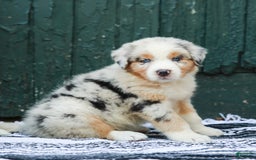 Australian Shepherd dogs for sale: Atlas - Image 14