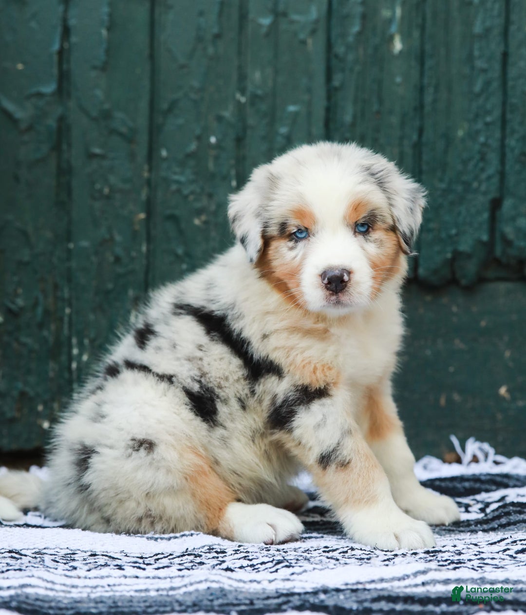 Australian Shepherd dogs for sale: Atlas - Image 14