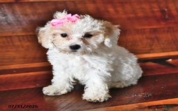 Miniature Poodle dogs for sale: Rose - Image 1