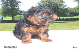 Yorkiepoo dogs for sale: Mia - Image 13