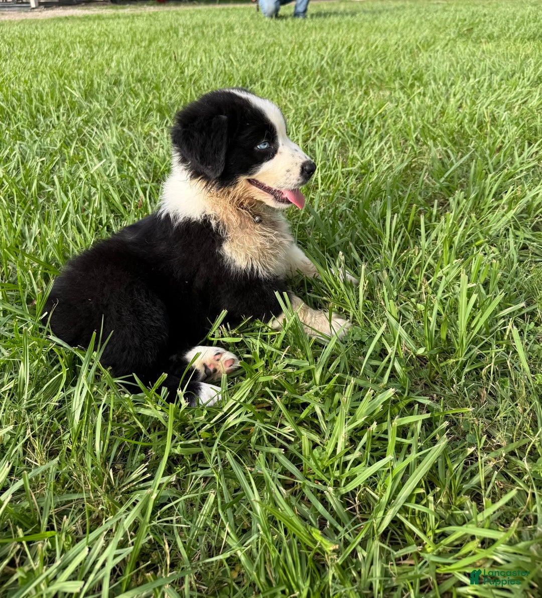 Australian Shepherd dogs for sale: L-brown - Image 5