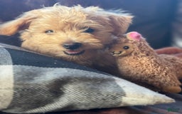 Miniature Poodle dogs for sale: Mort - Image 4