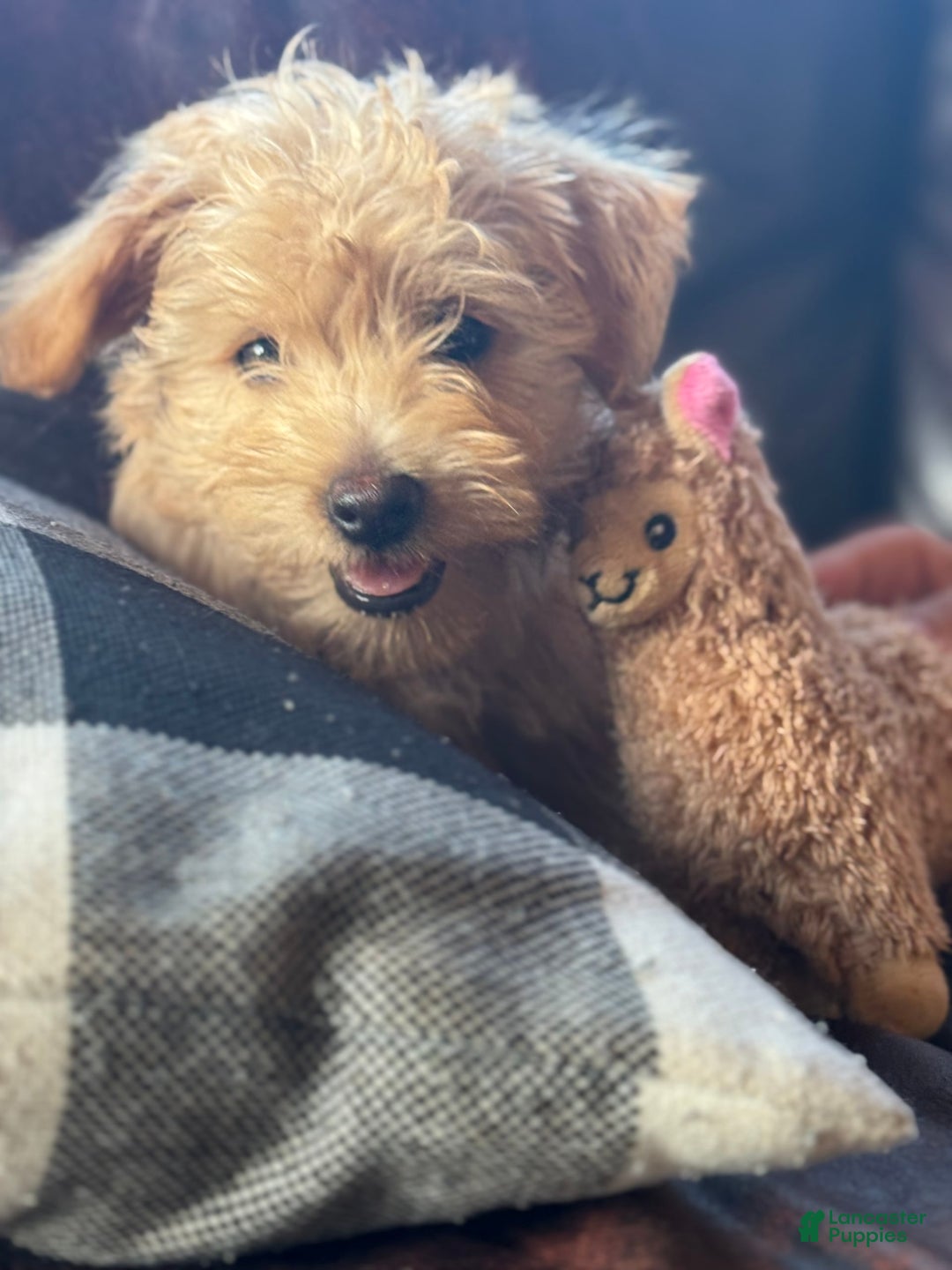 Miniature Poodle dogs for sale: Mort - Image 4