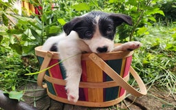 Border Collie dogs for sale: Snowflake - Image 8