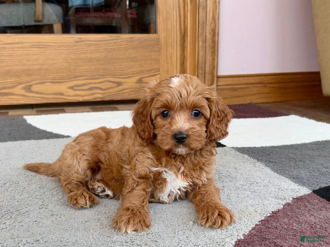 Cavapoo dogs for sale: Cutie - Image 1