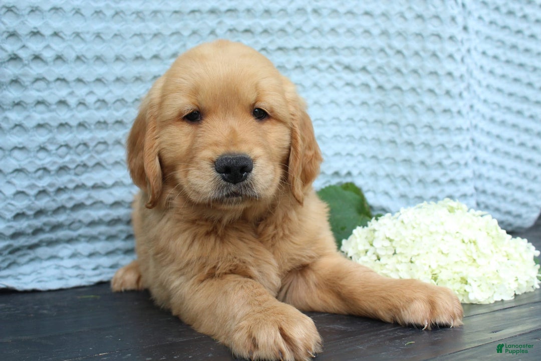 Golden Retriever dogs for sale: Uno - Image 1