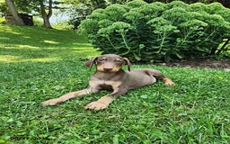 Doberman Pinscher dogs for sale: Dozer - Image 1